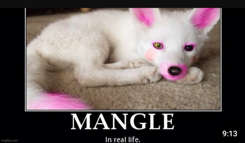 Mangle in real life | image tagged in mangle,in,real,life | made w/ Imgflip meme maker