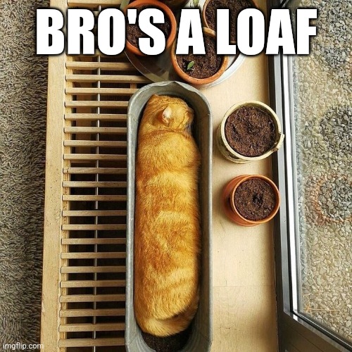 Bro loafed | BRO'S A LOAF | image tagged in cats | made w/ Imgflip meme maker