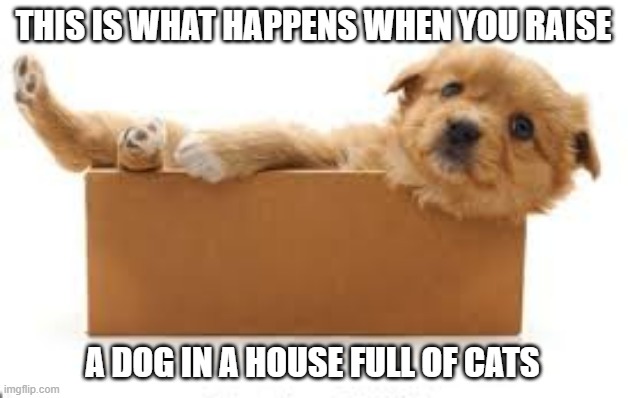 memes by Brad - I raised my dog in a house full of cats | THIS IS WHAT HAPPENS WHEN YOU RAISE; A DOG IN A HOUSE FULL OF CATS | image tagged in funny,cats,dog,funny meme,humor | made w/ Imgflip meme maker