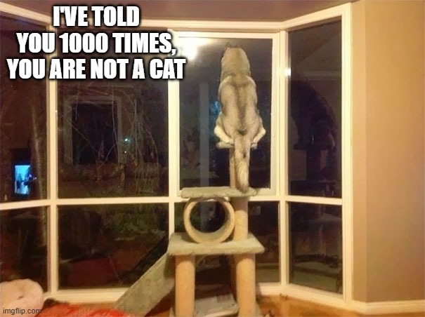 memes by Brad - Dog thinks he's a cat | I'VE TOLD YOU 1000 TIMES, YOU ARE NOT A CAT | image tagged in funny,dog,cats,funny cat memes,humor,funny dog | made w/ Imgflip meme maker