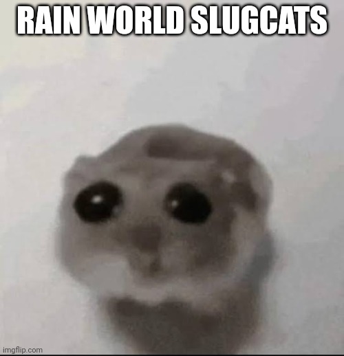 Sad hampster | RAIN WORLD SLUGCATS | image tagged in sad hampster | made w/ Imgflip meme maker