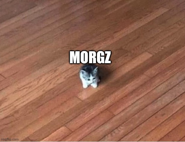 small cat | MORGZ | image tagged in small cat | made w/ Imgflip meme maker