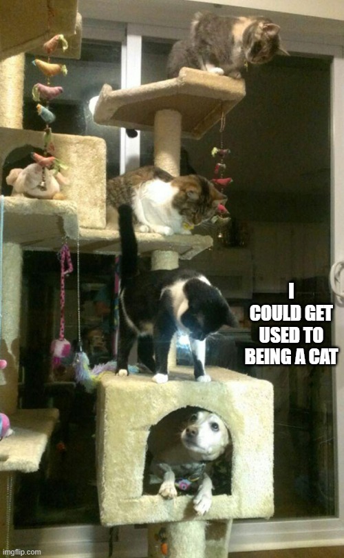 memes by Brad - My dog wants to be a cat | I COULD GET USED TO BEING A CAT | image tagged in funny,cats,kittens,dogs an cats,funny cat memes,funny dog memes | made w/ Imgflip meme maker