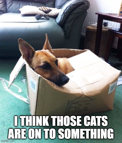 memes by Brad - Dog learns that cats might be on to something | I THINK THOSE CATS ARE ON TO SOMETHING | image tagged in funny,cats,funny dog memes,dog,humor,funny cat memes | made w/ Imgflip meme maker