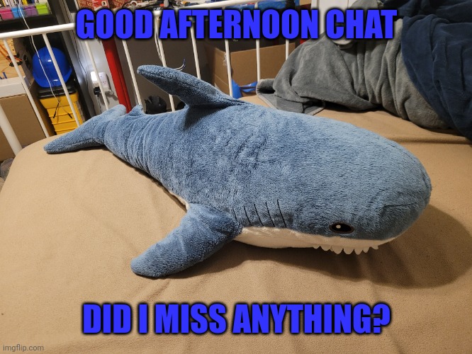 We're so back | GOOD AFTERNOON CHAT; DID I MISS ANYTHING? | image tagged in my blahaj | made w/ Imgflip meme maker