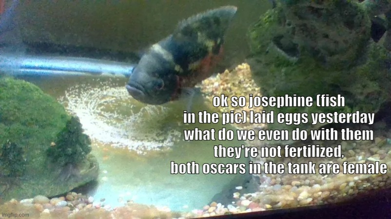 ok so josephine (fish in the pic) laid eggs yesterday
what do we even do with them
they're not fertilized, both oscars in the tank are female | made w/ Imgflip meme maker