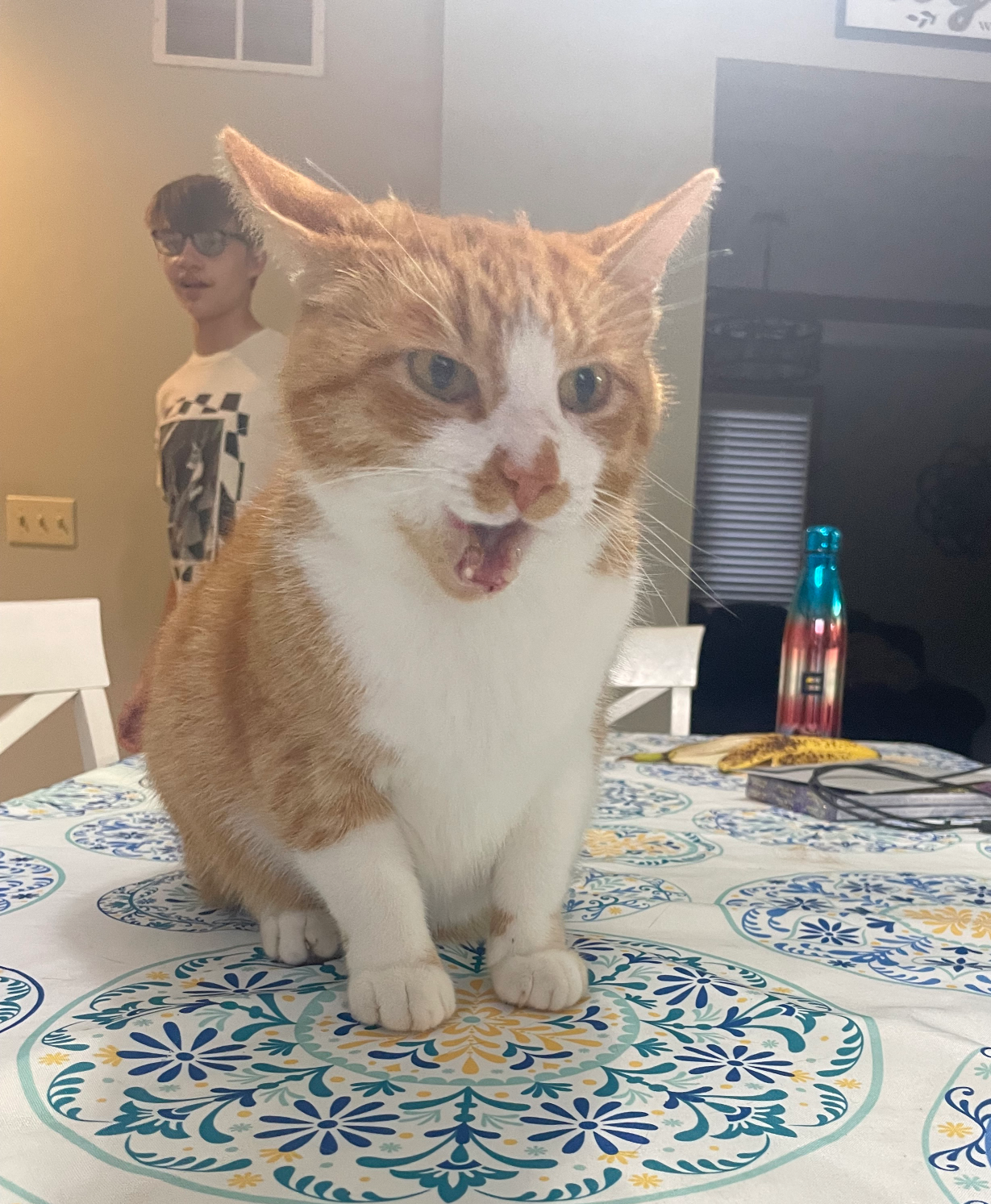 High Quality shocked cat Blank Meme Template