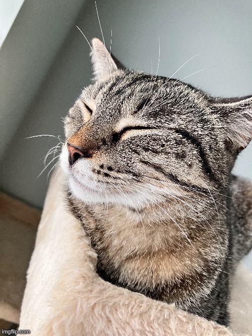 i love seeing my cat after work, makes everything better | made w/ Imgflip meme maker