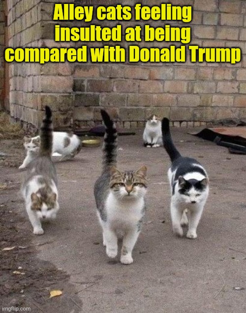 Trump is much worse | Alley cats feeling insulted at being compared with Donald Trump | image tagged in alley cats | made w/ Imgflip meme maker