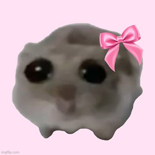 Sad Hamster with Bow (girl) | image tagged in sad hamster with bow girl | made w/ Imgflip meme maker