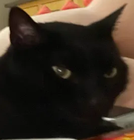 Silly Chapo Blank Meme Template