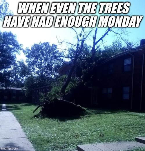 I've had enough | WHEN EVEN THE TREES HAVE HAD ENOUGH MONDAY | image tagged in uprooted | made w/ Imgflip meme maker