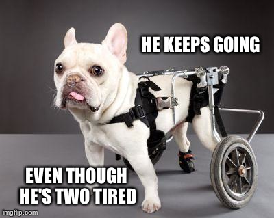 image tagged in wheel_chair_dog,funny,puns,dogs,funny | made w/ Imgflip meme maker