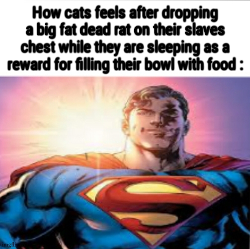 Superman starman meme | How cats feels after dropping a big fat dead rat on their slaves chest while they are sleeping as a reward for filling their bowl with food : | image tagged in superman starman meme | made w/ Imgflip meme maker
