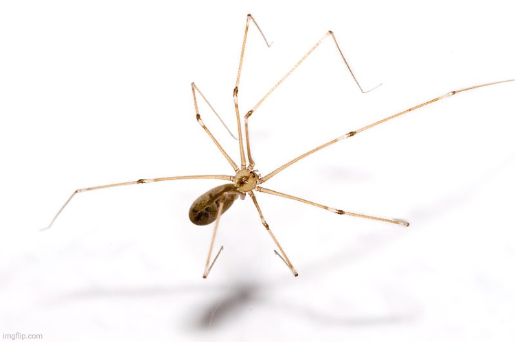 Arachnid | image tagged in arachnid | made w/ Imgflip meme maker