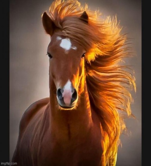 Horse | image tagged in horse | made w/ Imgflip meme maker