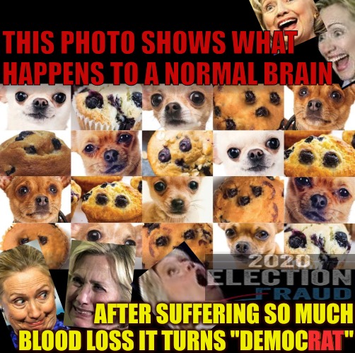what difference does it make | THIS PHOTO SHOWS WHAT HAPPENS TO A NORMAL BRAIN; AFTER SUFFERING SO MUCH BLOOD LOSS IT TURNS "DEMOCRAT"; RAT | image tagged in actual photo of what listening to democrats feels like | made w/ Imgflip meme maker