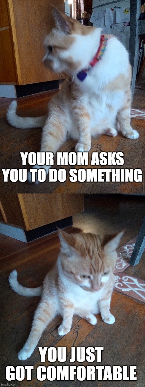 Annoyance | YOUR MOM ASKS YOU TO DO SOMETHING; YOU JUST GOT COMFORTABLE | image tagged in cats,cat | made w/ Imgflip meme maker
