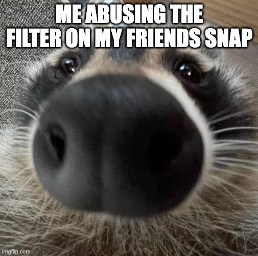 spicwy raccwoon | ME ABUSING THE FILTER ON MY FRIENDS SNAP | image tagged in spicwy raccwoon | made w/ Imgflip meme maker