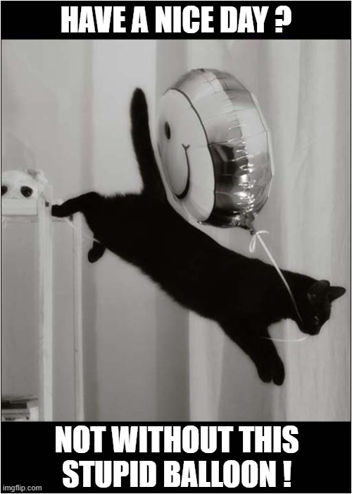 Cat Ruins Party ! | HAVE A NICE DAY ? NOT WITHOUT THIS
STUPID BALLOON ! | image tagged in cats,have a nice day,balloon | made w/ Imgflip meme maker