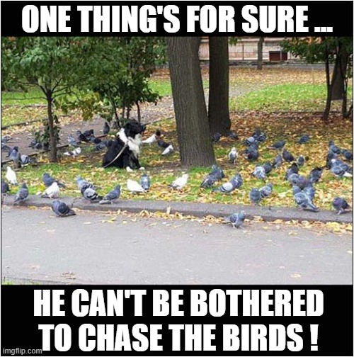 A Wasted Day In The Park ! | ONE THING'S FOR SURE ... HE CAN'T BE BOTHERED TO CHASE THE BIRDS ! | image tagged in dogs,park,chase,birds | made w/ Imgflip meme maker