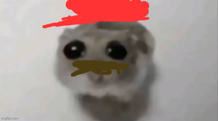 Sad Hamster | image tagged in sad hamster | made w/ Imgflip meme maker