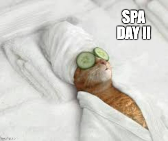 memes by Brad - It's the cats Spa Day | SPA DAY !! | image tagged in funny,cats,kittens,funny cat memes,cute kittens,humor | made w/ Imgflip meme maker