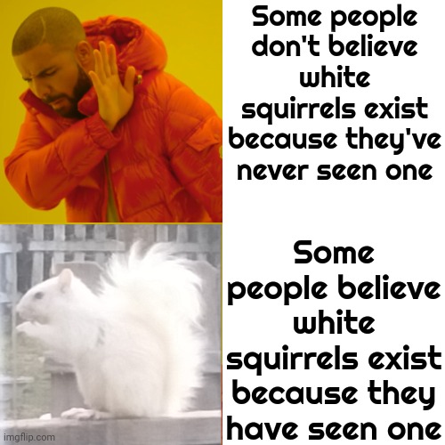 White. Brown. Red. Black. White. Gray.  It Doesn't Matter What Color They Are.  They ALL Eat The Peaches Before They Get Ripe | Some people don't believe white squirrels exist because they've never seen one; Some people believe white squirrels exist because they have seen one | image tagged in memes,drake hotline bling,freakin squirrels,little buggers,squirrels,squirrel | made w/ Imgflip meme maker