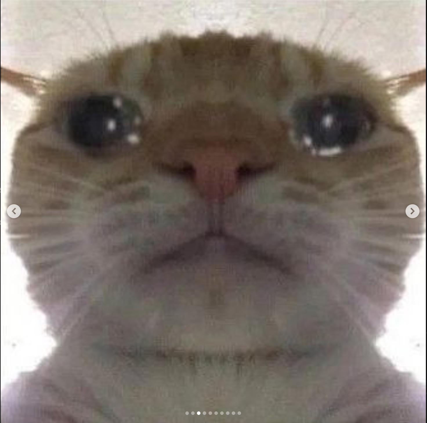 High Quality Cat cry Blank Meme Template