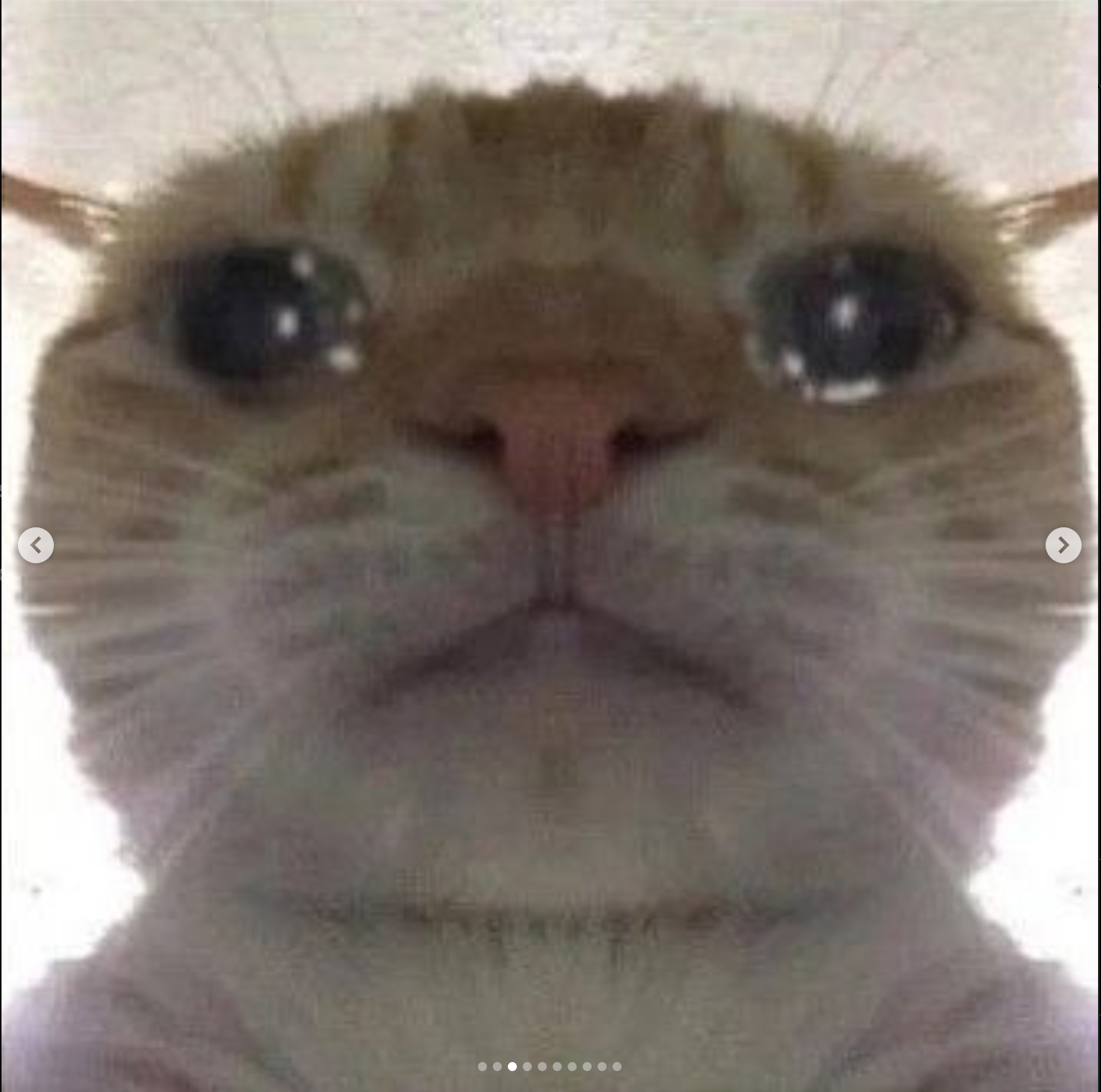 Cat cry Blank Meme Template