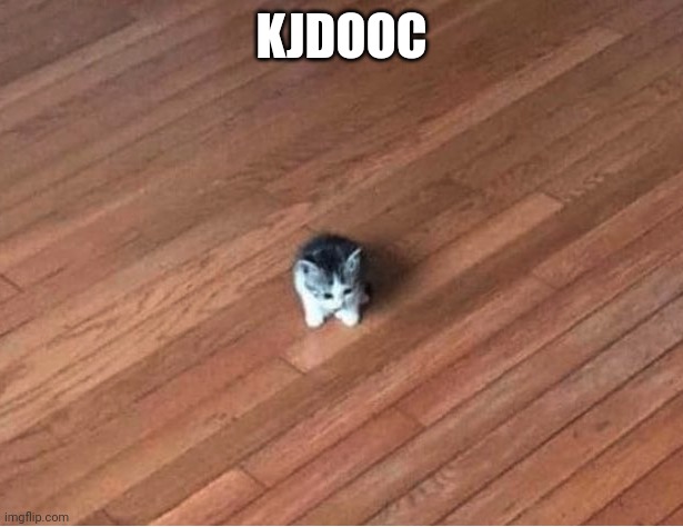 small cat | KJDOOC | image tagged in small cat | made w/ Imgflip meme maker