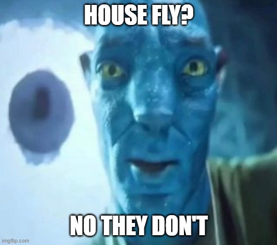 house fly? | HOUSE FLY? NO THEY DON'T | image tagged in avatar guy | made w/ Imgflip meme maker