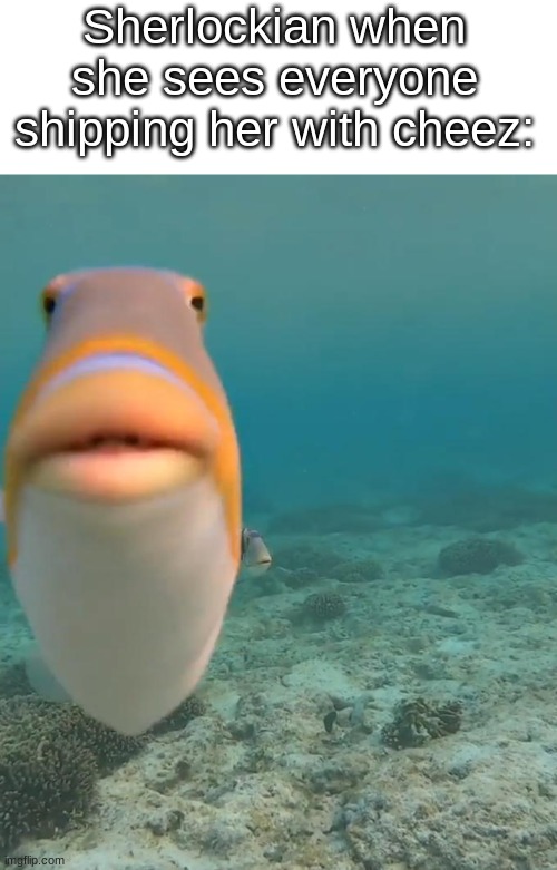 staring fish | Sherlockian when she sees everyone shipping her with cheez: | image tagged in staring fish | made w/ Imgflip meme maker