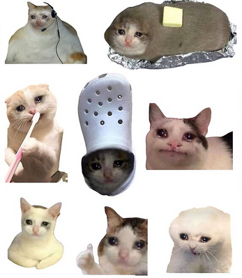 crying cat Blank Meme Template