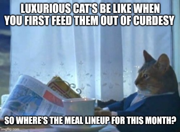 Cat's expect way to much out of one time occurrences | LUXURIOUS CAT'S BE LIKE WHEN YOU FIRST FEED THEM OUT OF CURDESY; SO WHERE'S THE MEAL LINEUP FOR THIS MONTH? | image tagged in memes,i should buy a boat cat,rich cats,cat memes,cat's,luxurious cat's | made w/ Imgflip meme maker