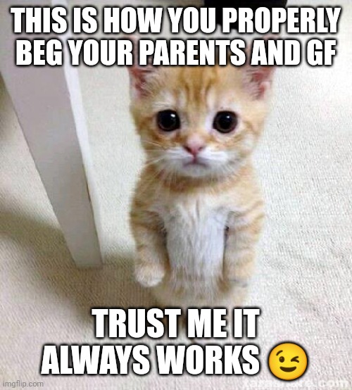 LoL better hope there a sucker | THIS IS HOW YOU PROPERLY BEG YOUR PARENTS AND GF; TRUST ME IT ALWAYS WORKS 😉 | image tagged in cute cat,how to properly beg,begging parents,begging gf,begging memes,begging | made w/ Imgflip meme maker