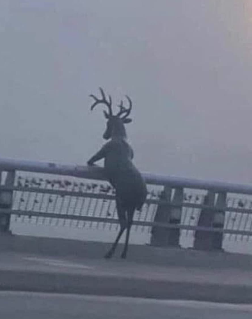 High Quality Oh deer Blank Meme Template