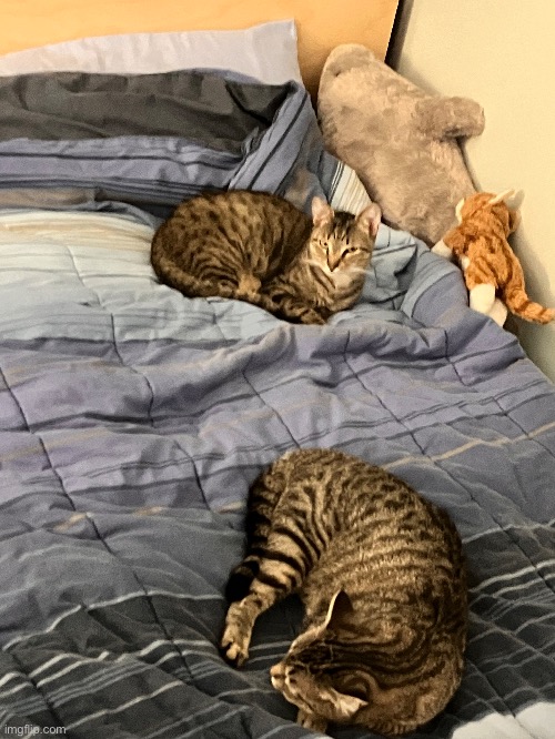 BOTH OF THEM ON MY BED WATING FOR ME AGGHH I LOVE EM | made w/ Imgflip meme maker