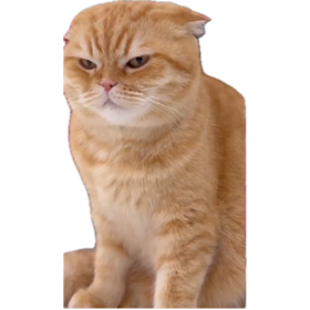 High Quality Cringe kitty memester Blank Meme Template