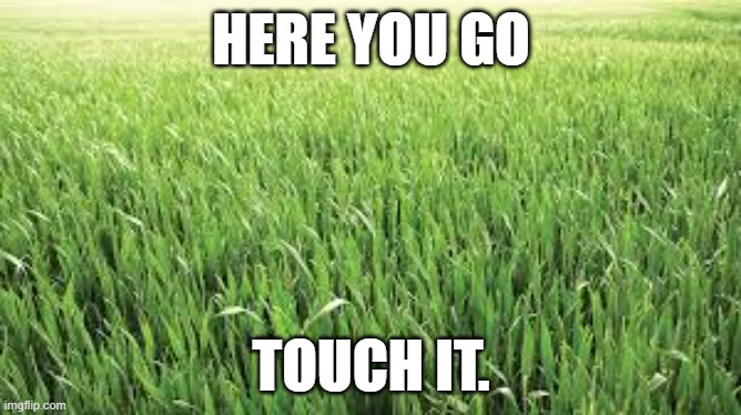 is nice | HERE YOU GO; TOUCH IT. | image tagged in grass,touch grass,real life | made w/ Imgflip meme maker