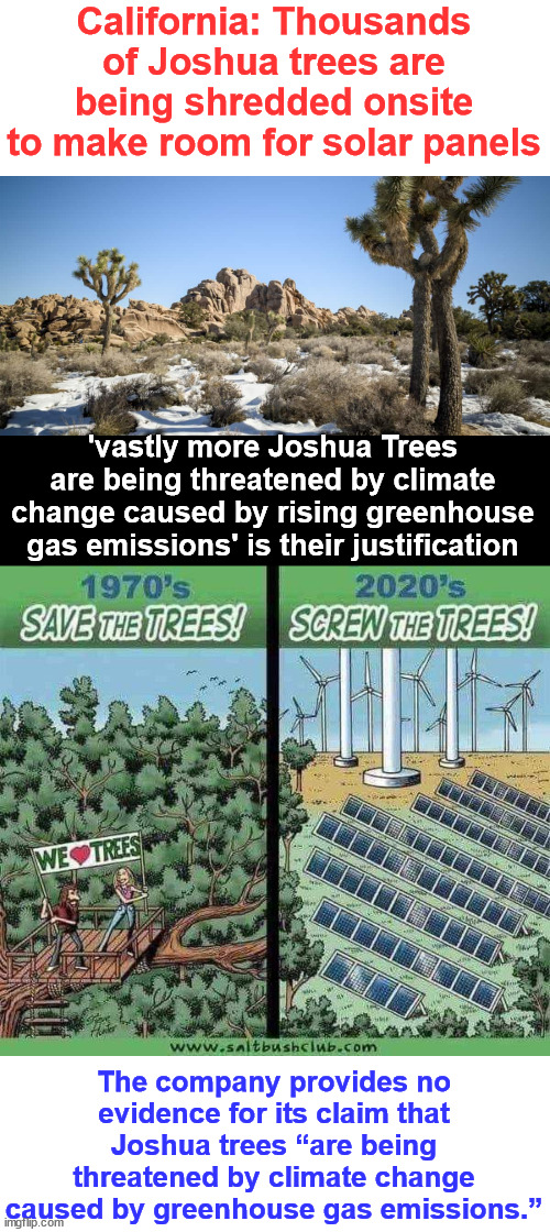 The trees are estimated to be between 100 and 200 years old...  Climate Change Scam | California: Thousands of Joshua trees are being shredded onsite to make room for solar panels; 'vastly more Joshua Trees are being threatened by climate change caused by rising greenhouse gas emissions' is their justification; The company provides no evidence for its claim that Joshua trees “are being threatened by climate change caused by greenhouse gas emissions.” | image tagged in california,ruining the environment,in the name of climate change,aka greed | made w/ Imgflip meme maker