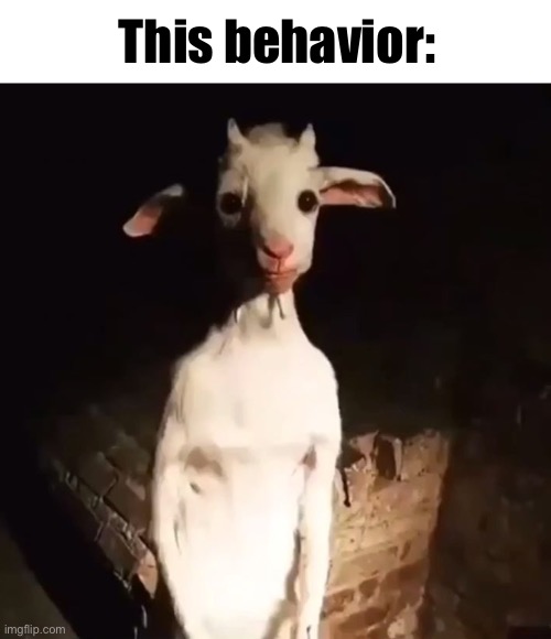 Standing Goat | This behavior: | image tagged in standing goat | made w/ Imgflip meme maker