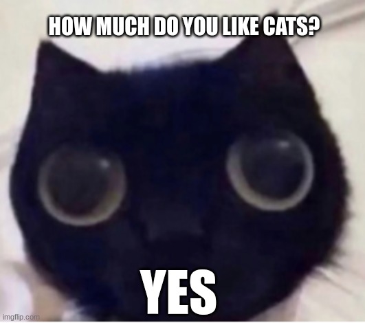 cat? | HOW MUCH DO YOU LIKE CATS? YES | image tagged in cat | made w/ Imgflip meme maker