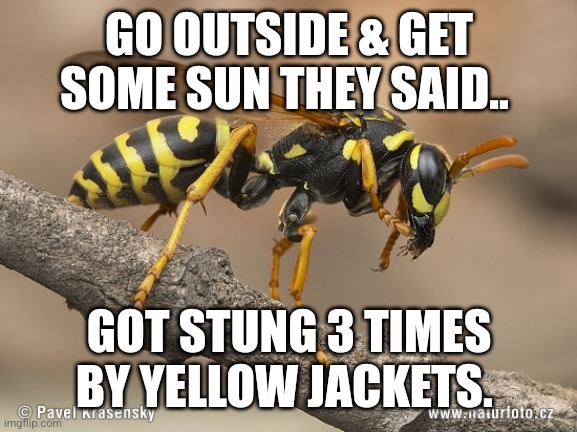 Outside isn't all that great... | GO OUTSIDE & GET SOME SUN THEY SAID.. GOT STUNG 3 TIMES BY YELLOW JACKETS. | image tagged in wasp | made w/ Imgflip meme maker