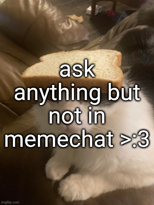 please accept my apology jp | ask anything but not in memechat >:3 | image tagged in bread cat | made w/ Imgflip meme maker
