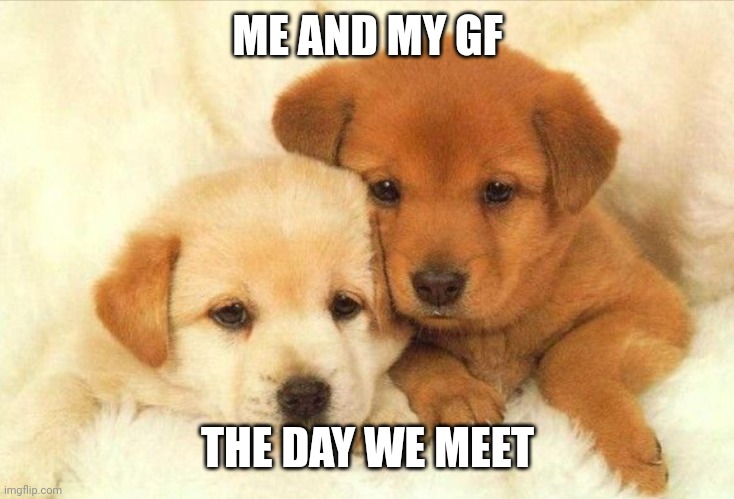 Dogs Cuddling | ME AND MY GF; THE DAY WE MEET | image tagged in dogs cuddling | made w/ Imgflip meme maker