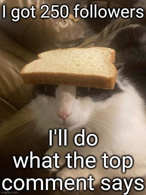 amazing brother | I got 250 followers; I'll do what the top comment says | image tagged in bread cat | made w/ Imgflip meme maker