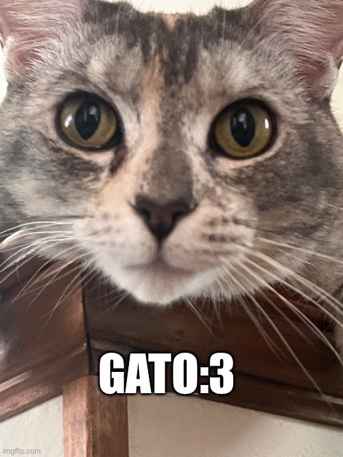 GATO:3 | image tagged in cat | made w/ Imgflip meme maker