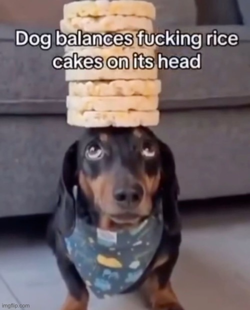 Dog balances rice cakes on its head Blank Meme Template