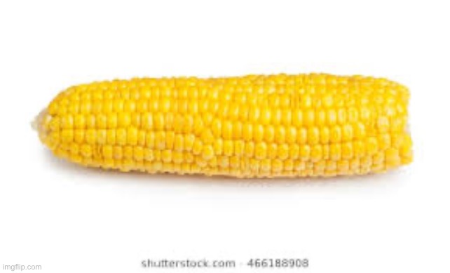 Corn on the cob  | image tagged in corn on the cob | made w/ Imgflip meme maker
